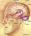 El cerebro procesa las informaciones sensibles